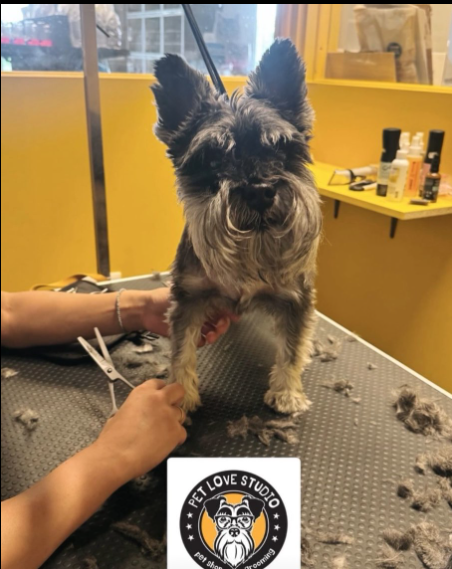 Pet Grooming 6